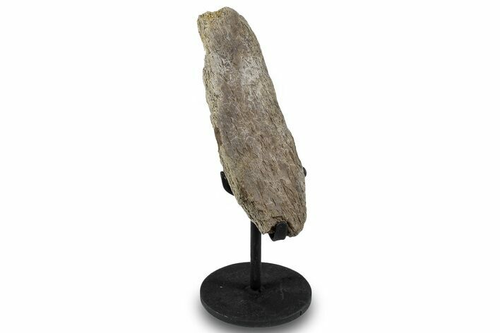 Fossil Hadrosaur Vertebra Process w/ Metal Stand - South Dakota #294815